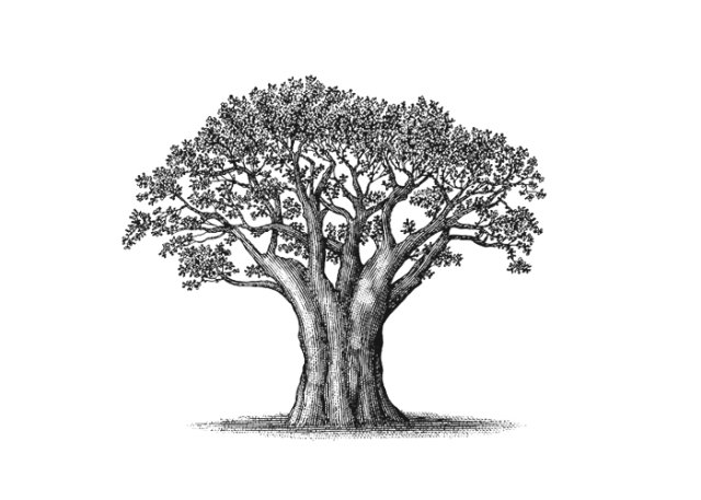baobab tree